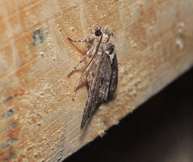 Noctuidae: Acronicta rumicis?   No, cfr.  Dryobotes eremita